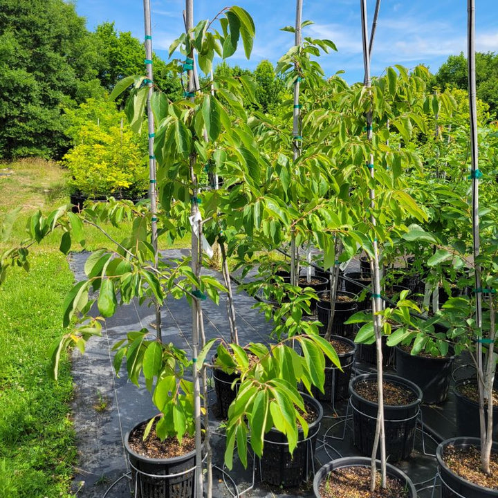 Diospyros virginiana (American Persimmon) trees grown in 7-gallon pots