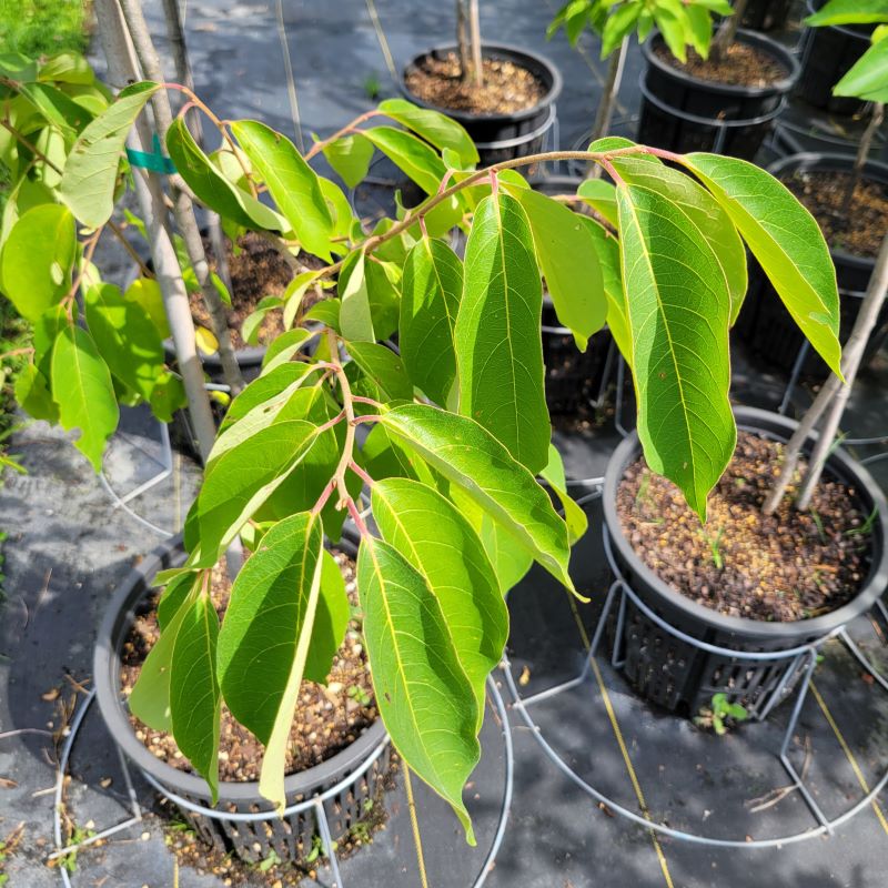 Close-up of the leaves of Diospyros virginiana (American Persimmon)