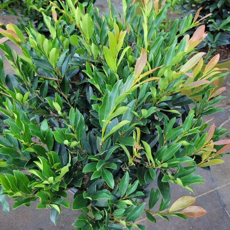 The showy, glossy foliage of Distylium 'Blue Cascade' with hues of dark blue-green, verdant green, and pale orange