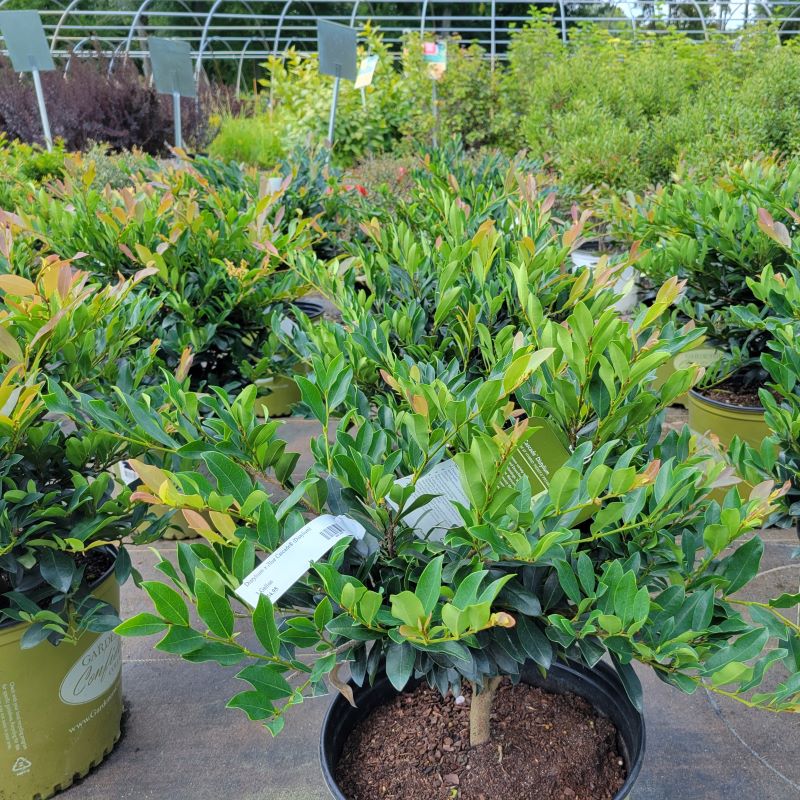  A group of Distylium 'Blue Cascade' in of 3-gallon containers.