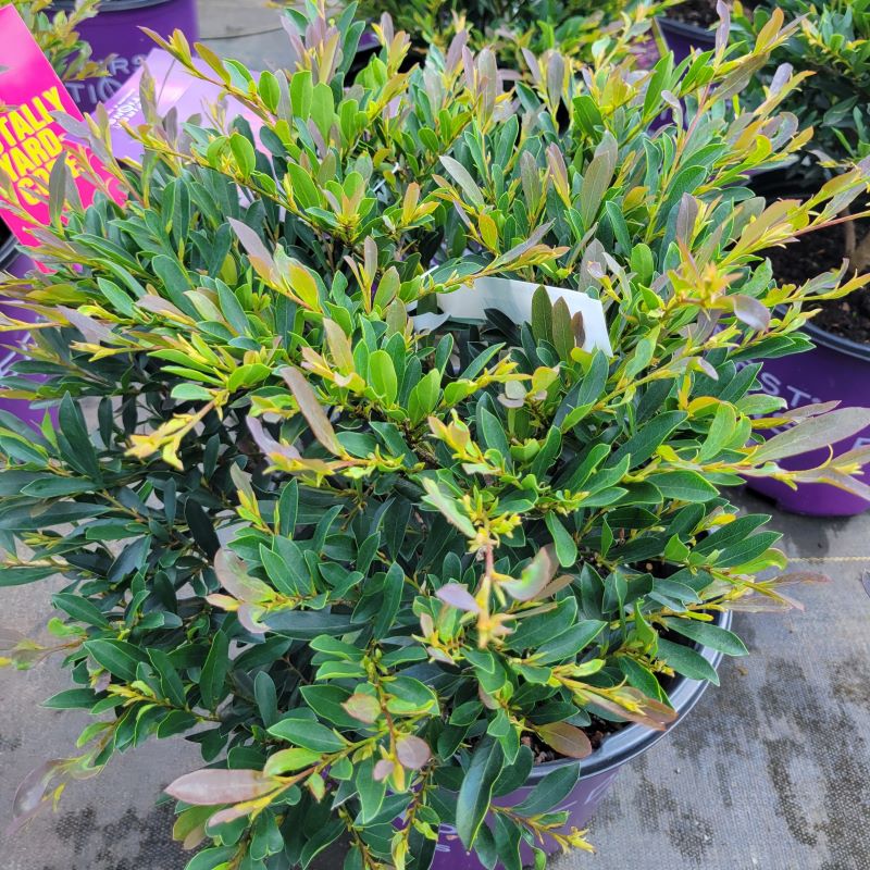 A close-up of the glossy green and showy, cinnamon brown tinged foliage of Distylium 'Cinnamon Girl'