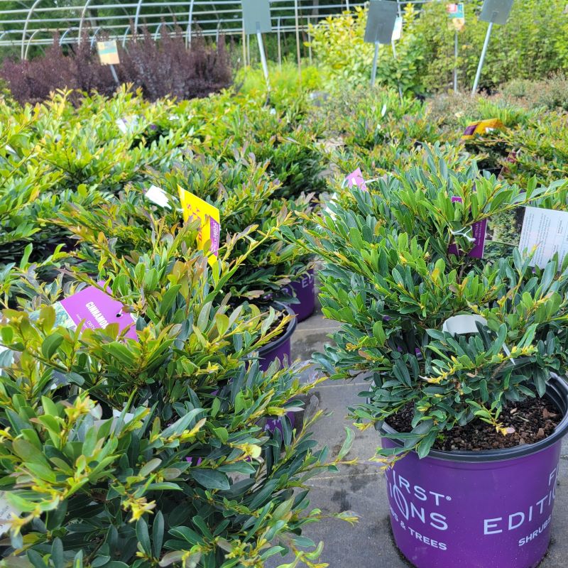 A group of Distylium 'Cinnamon Girl' in 3-gallon containers