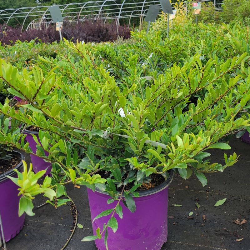 A close-up photo highlighting the structure and evergreen foliage of Distylium x Swing Low® (Distylium)