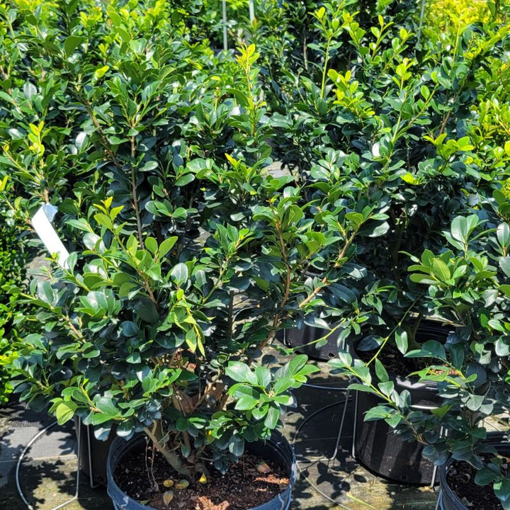 A photo of the upright habit and glossy, dark green foliage of Distylium myricoides 'Athens Tower' distylium