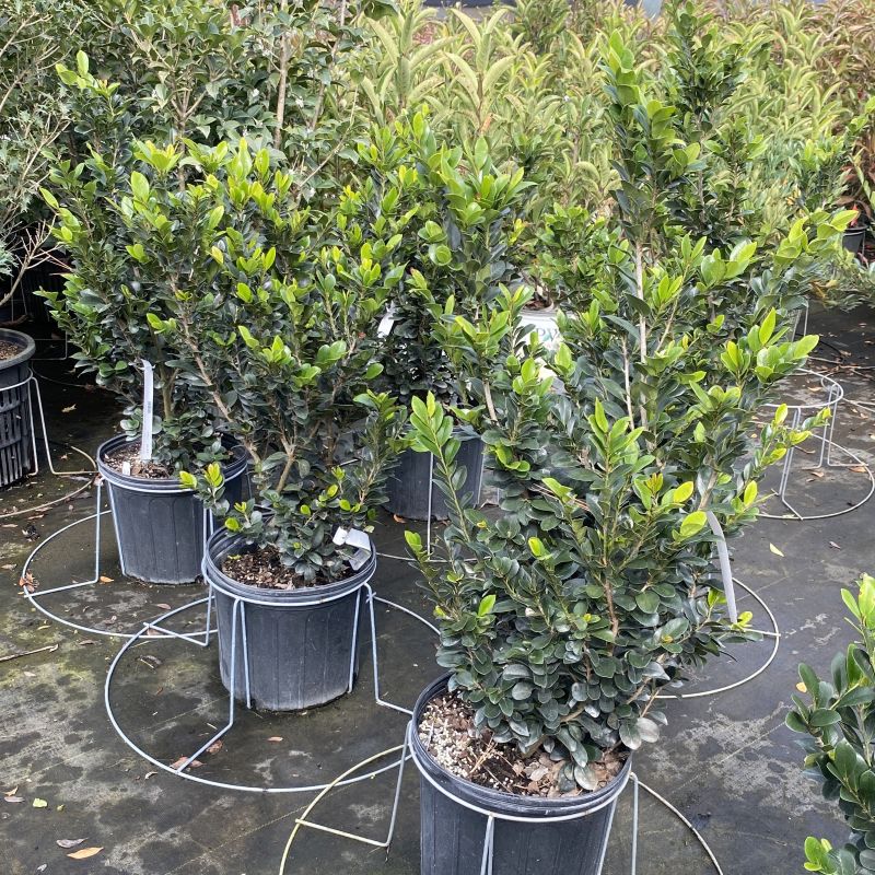 Distylium myricoides 'Athens Tower' (Distylium)