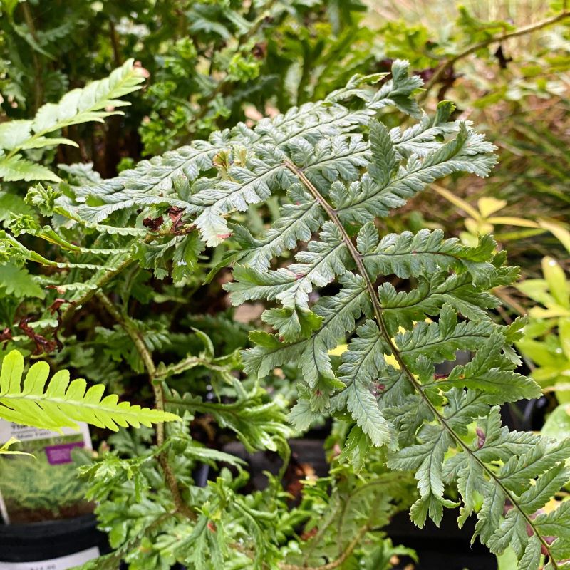 Dryopteris affinis 'Cristata the King' (Male Fern)
