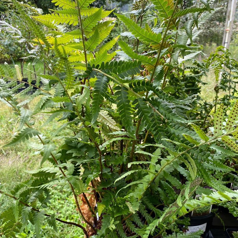 Dryopteris x australis (Dixie Wood Fern) – Unity Church Hill Nursery, LLC