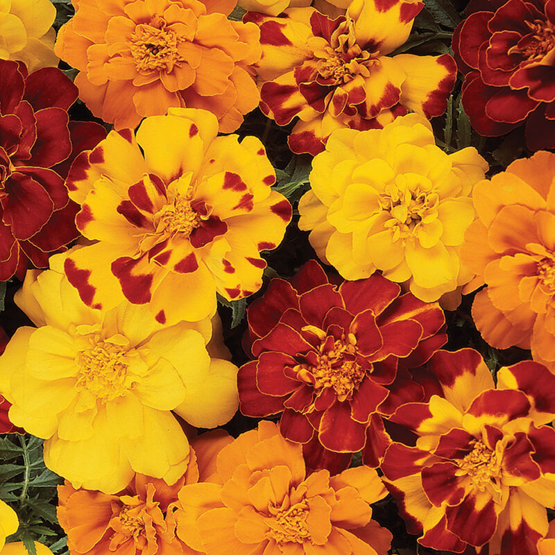 Durango Outback Marigolds in a variety of yello, orange, and red shades.