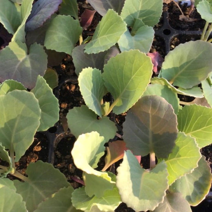 Various green cabbage sprouts, grown as CP72 plugs.