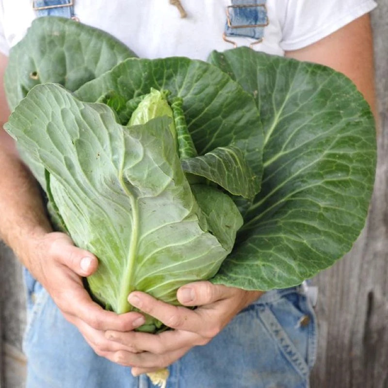 A large head of Early Jersey Wakefield Cabbage held in a person's arms.