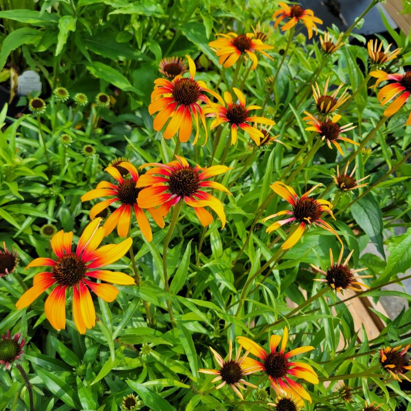 Multi-color ombre blooms of Echinacea 'Fiery Meadow Mama' (Coneflower)