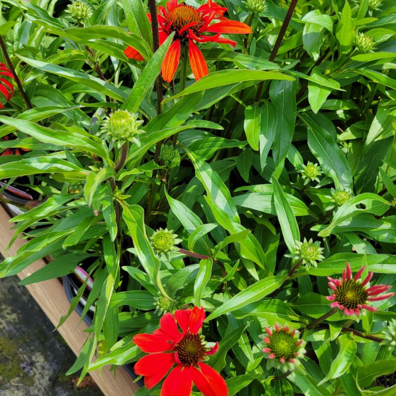 Intense orange and scarlet red flowers of Echinacea Kismet® Intense Orange (Coneflower)