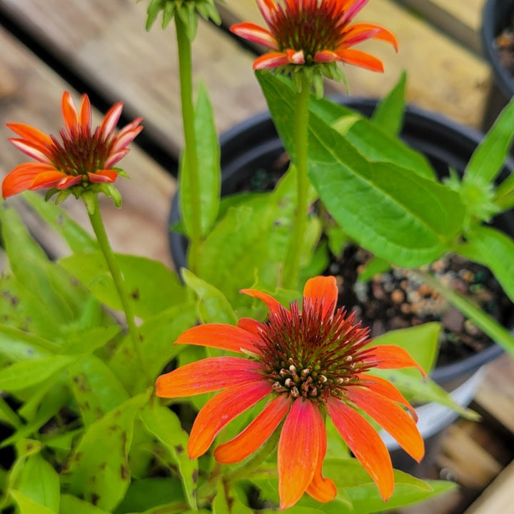 A close-up photo of the showy, soft orange and coral pink flowers of Echinacea x hybrida Artisan™ Soft Orange coneflower