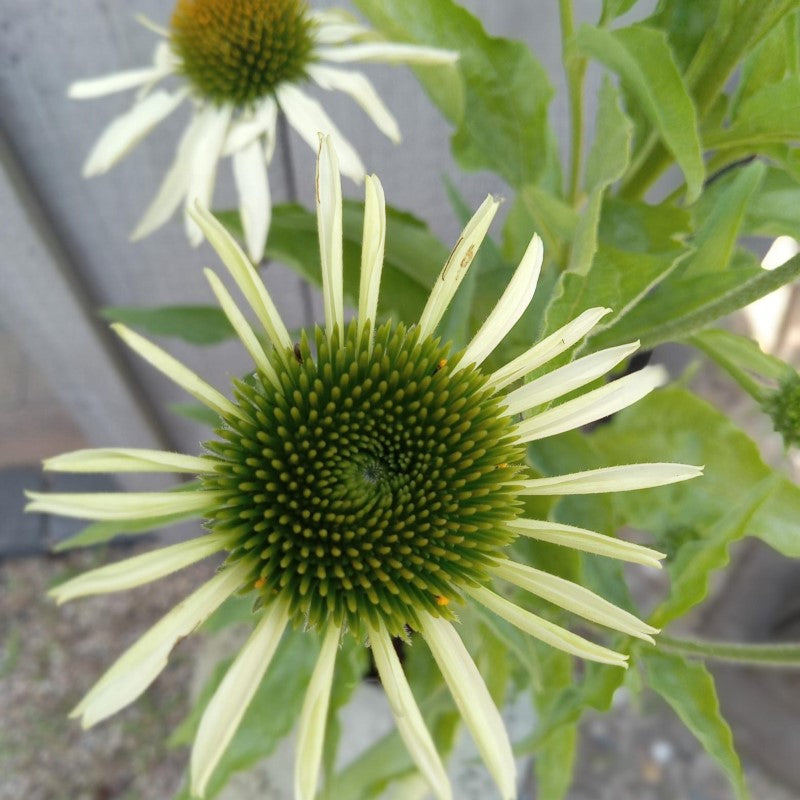 Echinacea purpurea 'PowWow White' flowers blooming in a 1-gallon container.