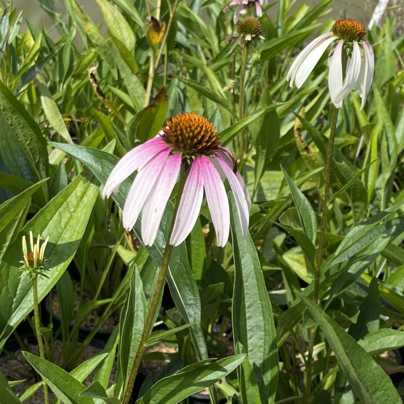 Light purple flowers of Echinacea Pretty Parasols in front of green foliage