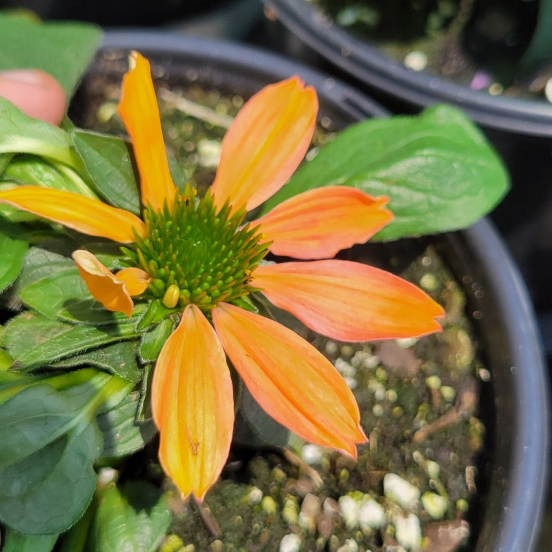 A close-up photo of the salmon or coral-pink and orange flower of Echinacea 'Sombrero Poco Hot Coral'