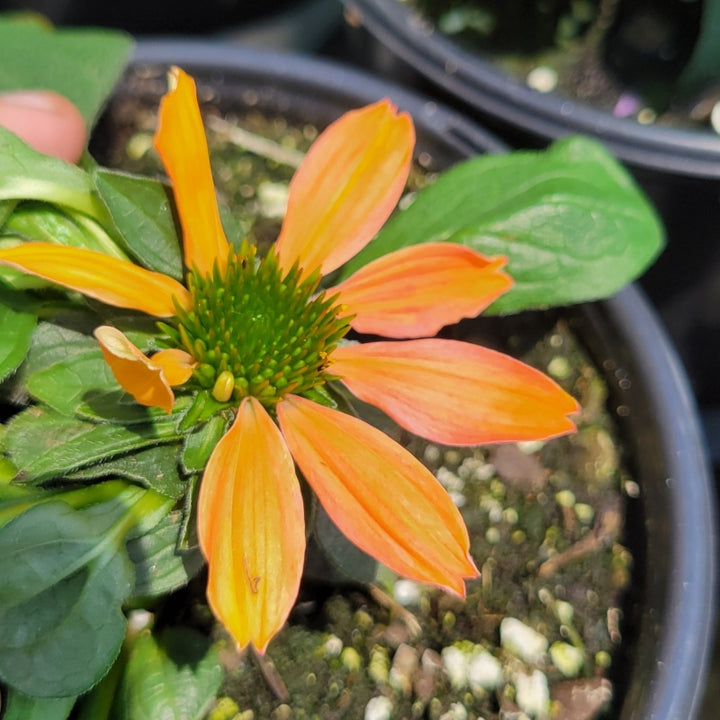A close-up photo of the salmon or coral-pink and orange flower of Echinacea 'Sombrero Poco Hot Coral'