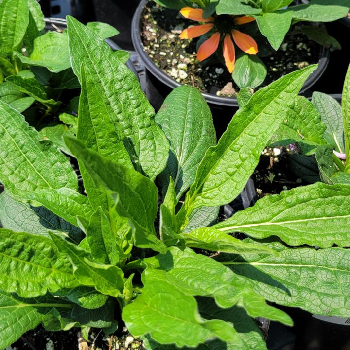 A photo of the low-growing green foliage of Echinacea x 'Sombrero Poco™ Hot Coral'