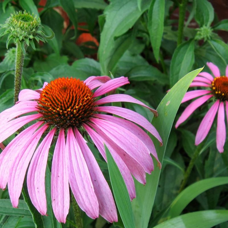 Showy pink-purple flowers of Echinacea purpurea