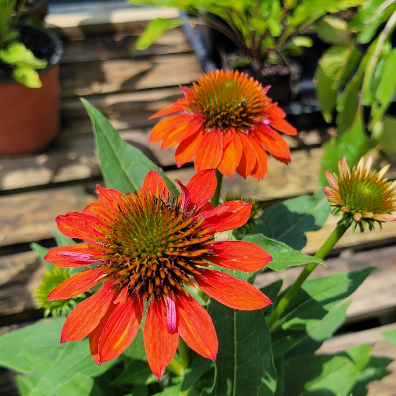 A close-up photo of the orange streaked flowers of Echinacea x Sombrero 'Adobe Orange' coneflower