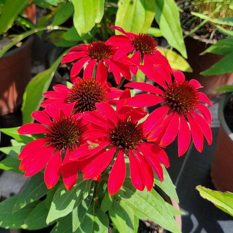 A close-up photo of the bright red blooms of Echinacea x Sombrero 'Sangrita' coneflower