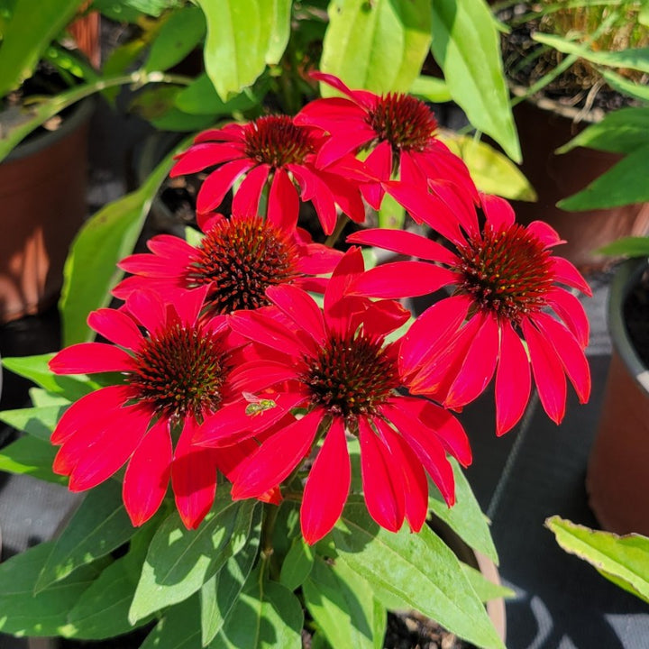 A close-up photo of the bright red blooms of Echinacea x Sombrero 'Sangrita' coneflower