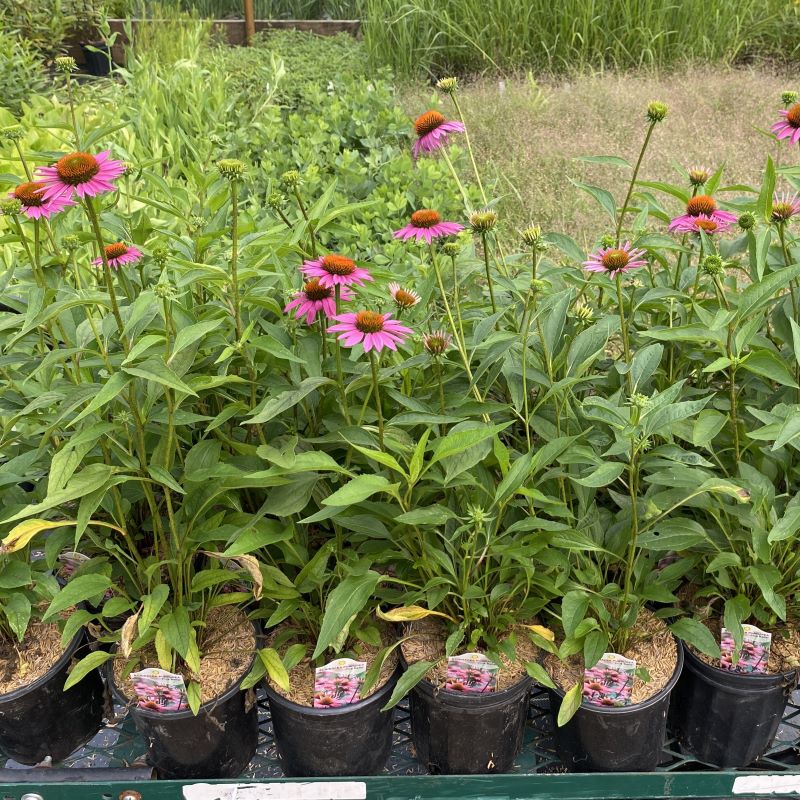 Potted 1-gallon sized plants of Echinacea purpurea Pica Bella blooming with purple flowers and green foliage