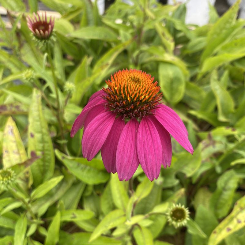 A photo of a bright pink echinacea purpurea 'PowWow Wild Berry' cone flower with an orange center. 