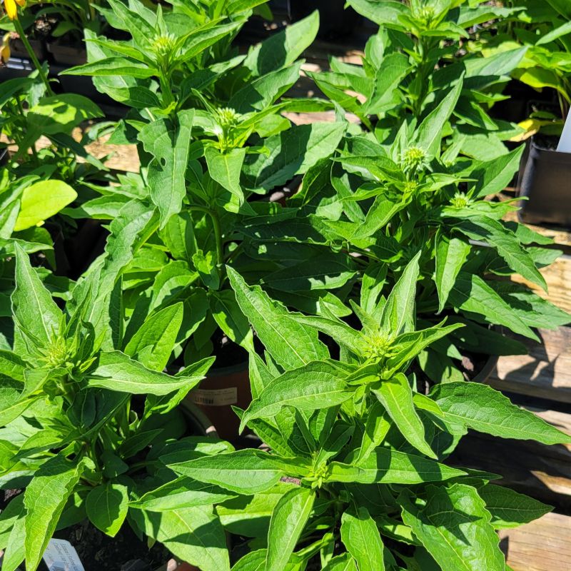 A close-up photo of the green foliage and developing flower buds of several Echinacea x Sombrero 'Adobe Orange' plants