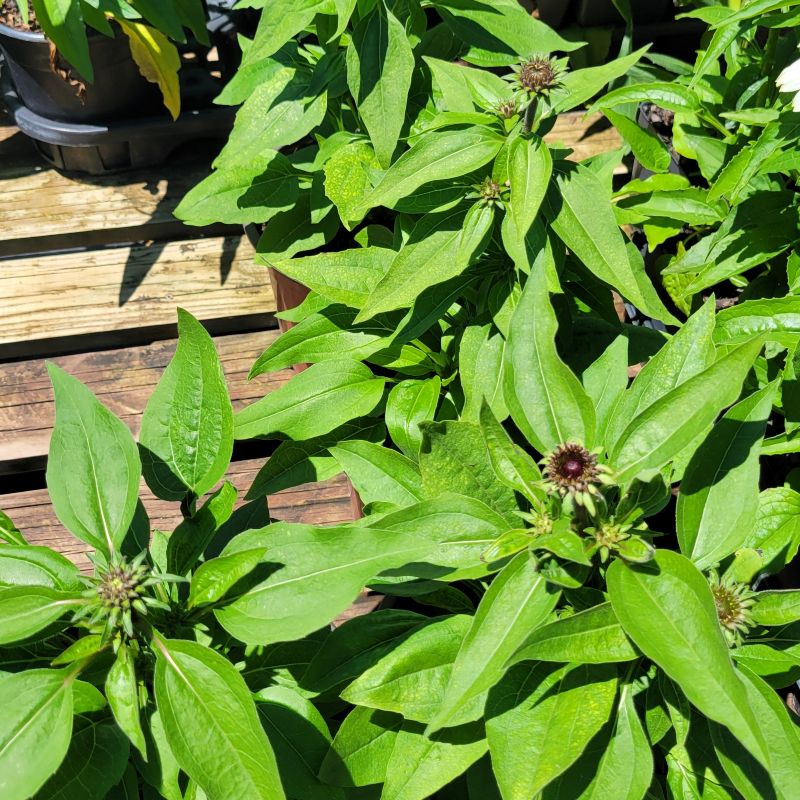 An overhead photo of the green foliage and developing red-tinted flower buds of Echinacea x Sombrero 'Sangrita' hybrid coneflower
