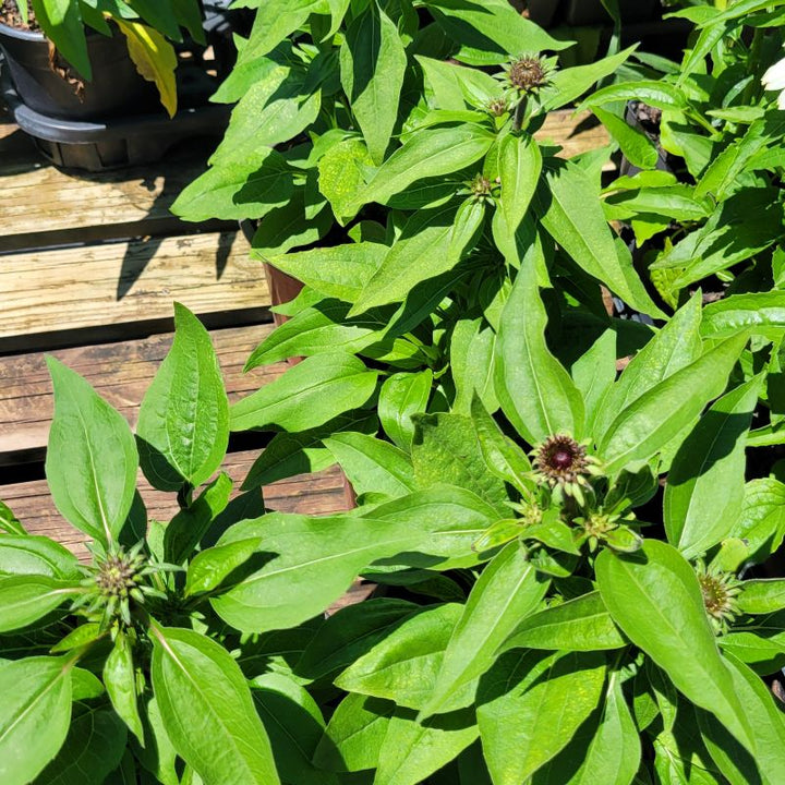 An overhead photo of the green foliage and developing red-tinted flower buds of Echinacea x Sombrero 'Sangrita' hybrid coneflower