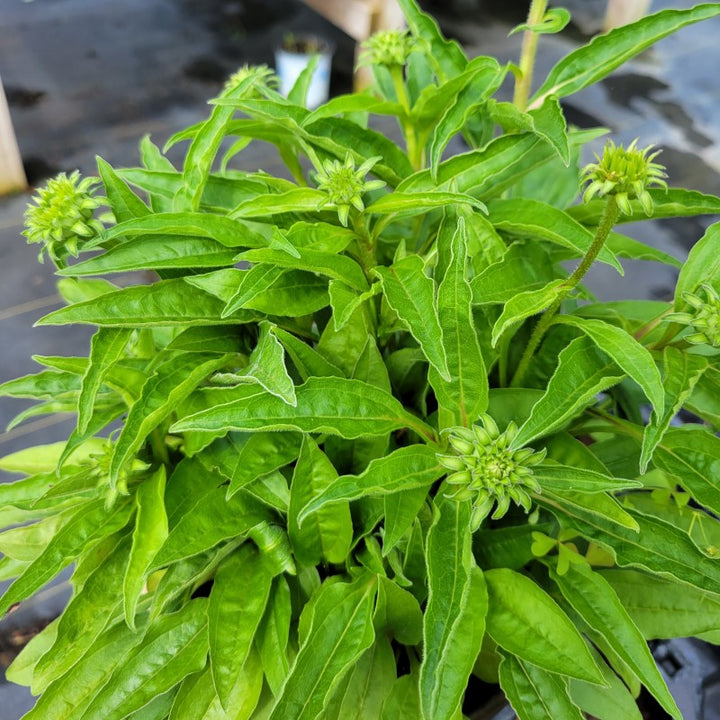 A photo of the rough green leaves and developing flower buds atop Echinacea x hybrida Artisan Soft Orange coneflower