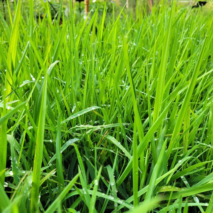 Grasses – Unity Church Hill Nursery, LLC