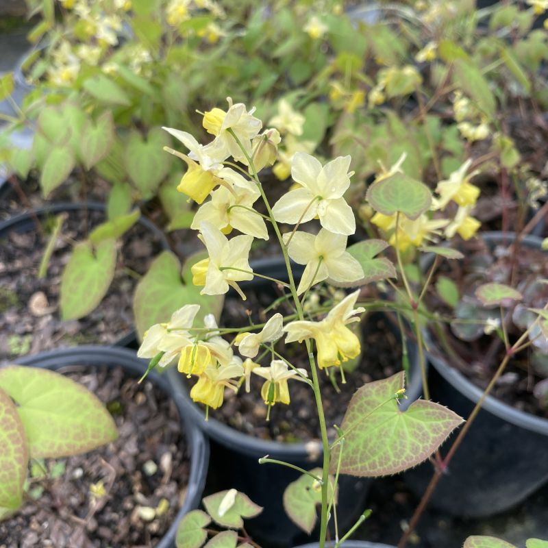 Close up of delicate yellow flowers with newly-emerged heart-shaped green foliage tinged with red of Epimedium versicolor 'Sulphureum'