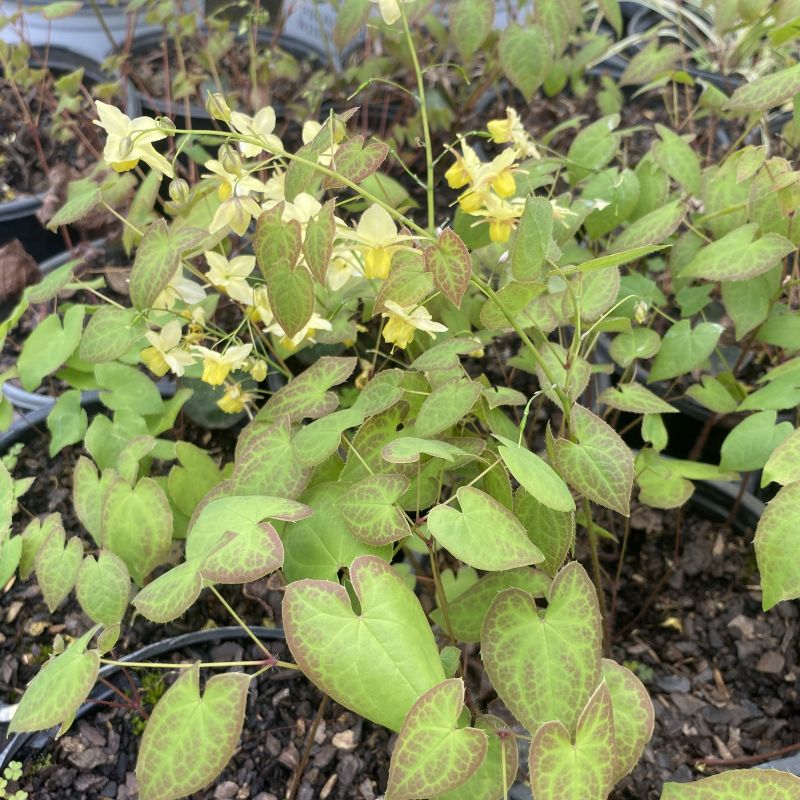 Delicate yellow flowers with newly-emerged heart-shaped green foliage tinged with red of Epimedium versicolor 'Sulphureum'