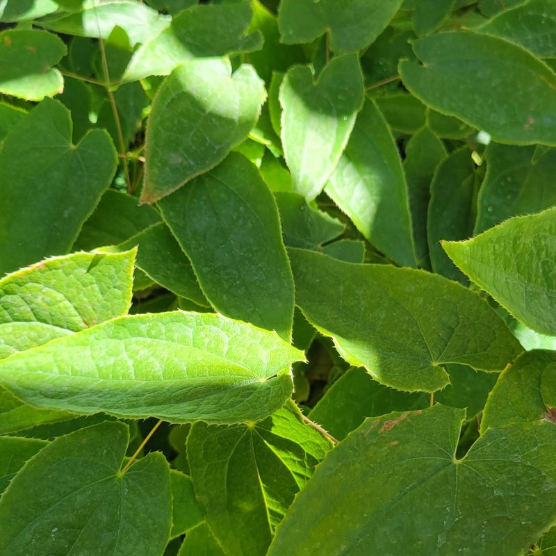 A close-up photo of the sun-dappled green foliage and elongated leaves of Epimedium lishihchenii (barrenwort)
