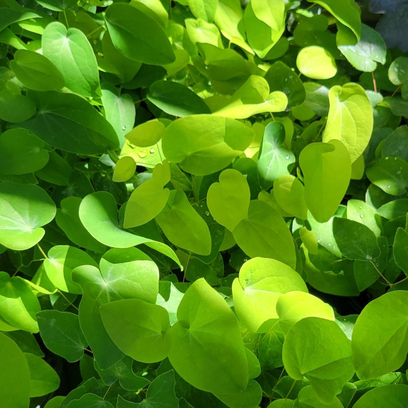 A close-up photo of the dark green mature leaves and lime green younger leaves of Epimedium x youngianum 'Azusa' barrenwort