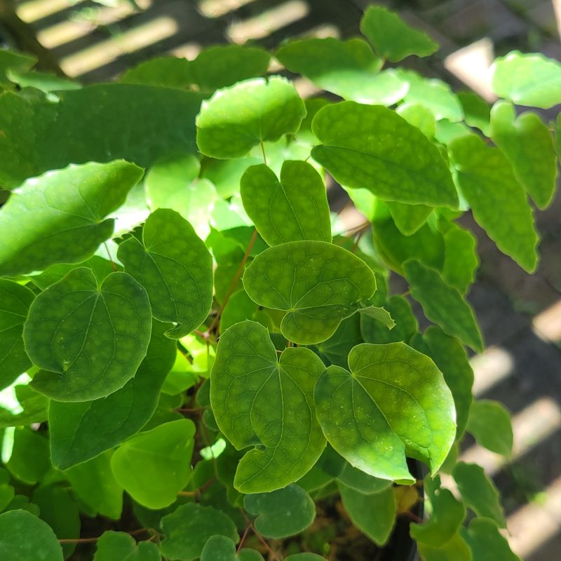 A close-up photo of the green, whorled foliage of Epimedium x youngianum 'Royal Flush' barrenwort