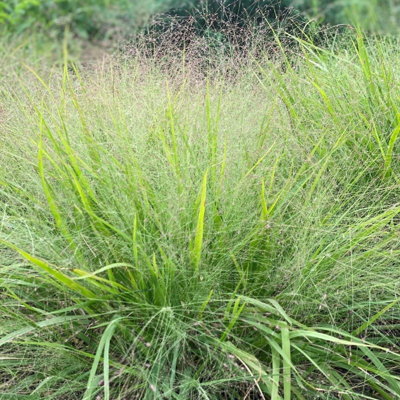 Eragrostis spectabilis (Purple Lovegrass) flowering