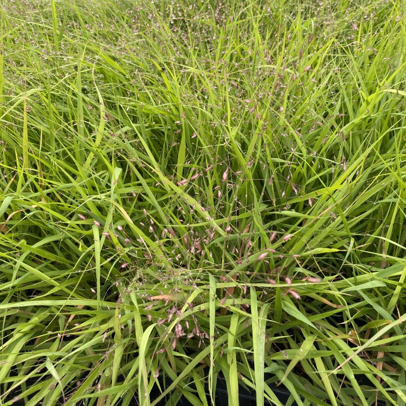 Eragrostis spectabilis (Purple Lovegrass) flowering