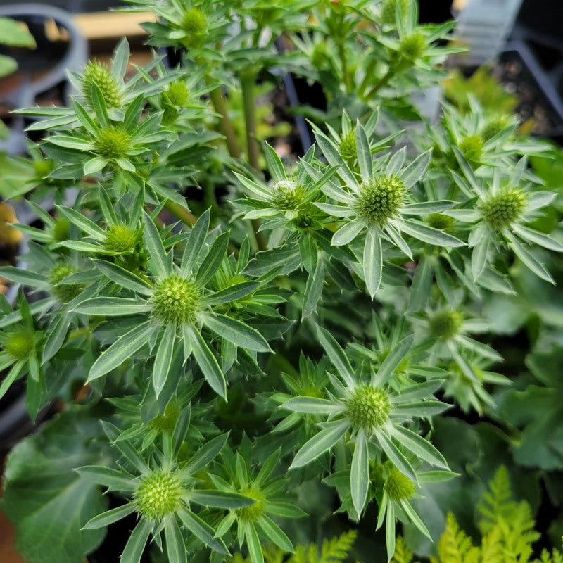 The showy, blue-tinted developing flower buds of Eryngium 'Blue Hobbit' sea holly