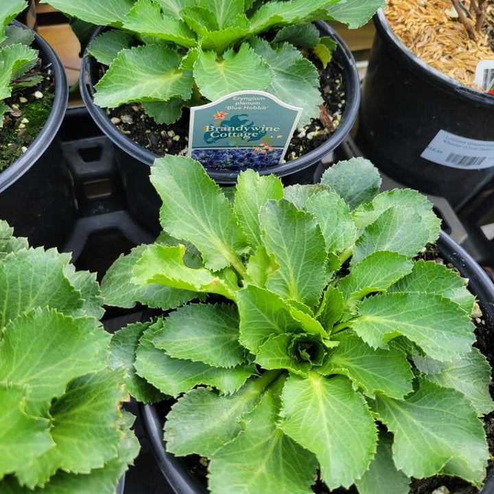 A close-up photo of the glossy basal foliage of Eryngium planum 'Blue Hobbit'