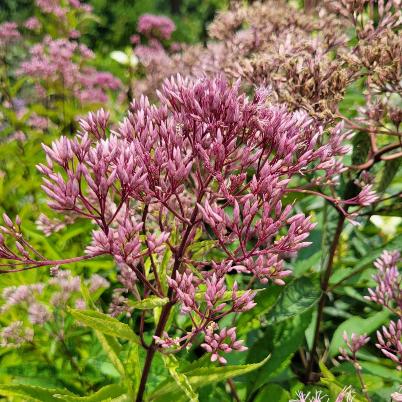 A close-up photo of an airy, pink-purple flower cluster atop Eupatorium maculatum 'Gateway' Joe Pye