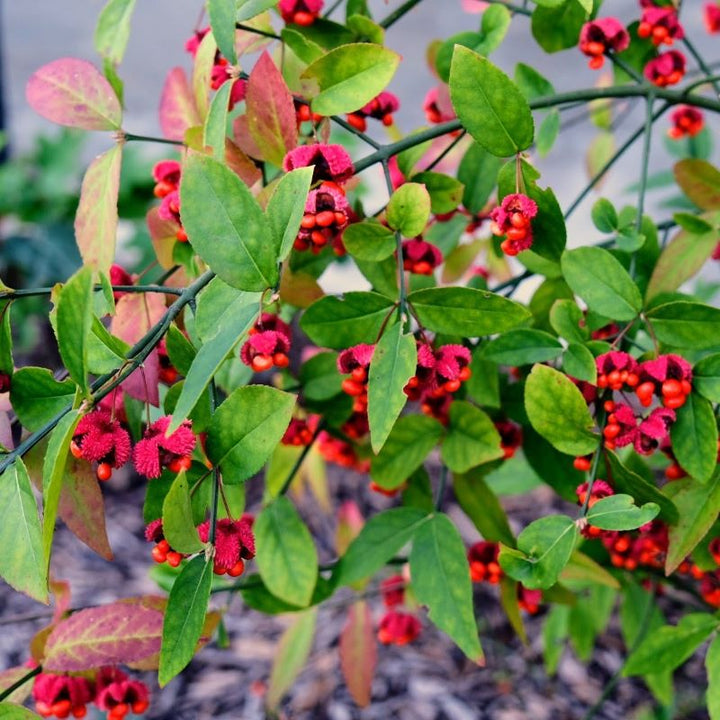 Mature Euonymus americanus (American Strawberry Bush) with seed clusters.