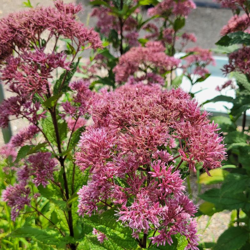 A photo of the dense, magenta pink flower clusters of Eupatorium dubium 'Little Joe'