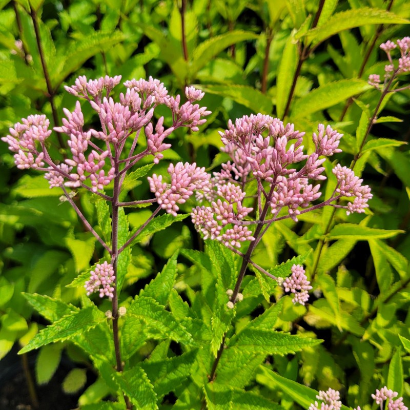 A photo of the developing pink flower clusters of Euaptorium dubium Joe Pye weed
