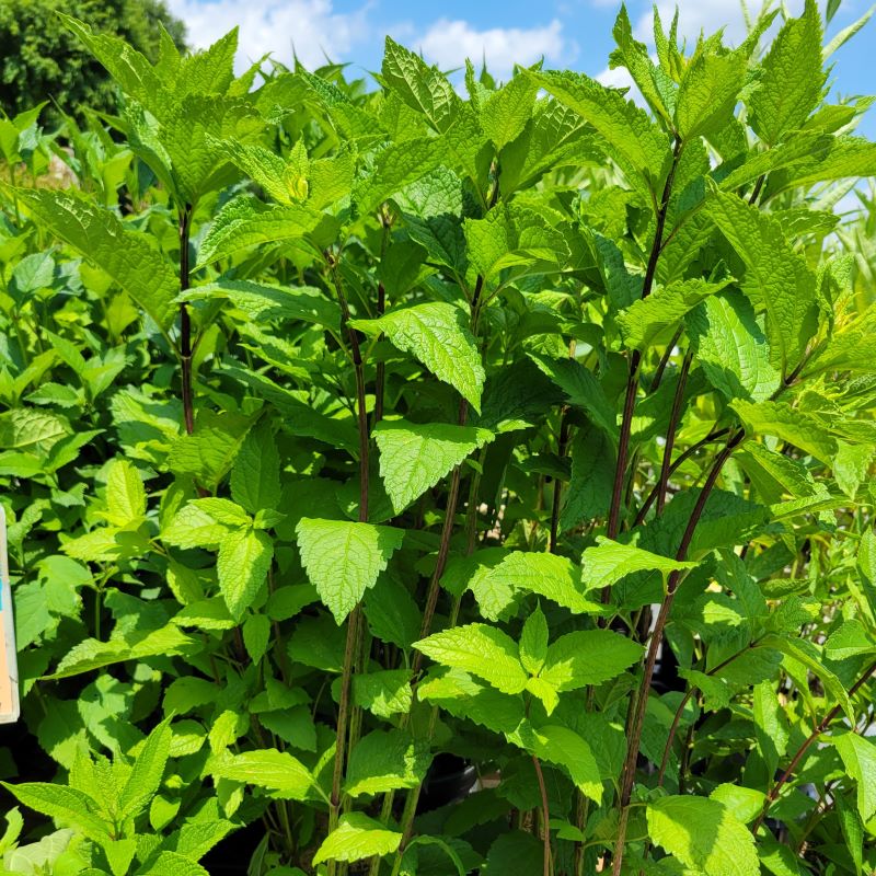 Upright stems of Eutrochium dubium 'Little Joe' (Joe Pye Weed) with large, highly-textured leaves