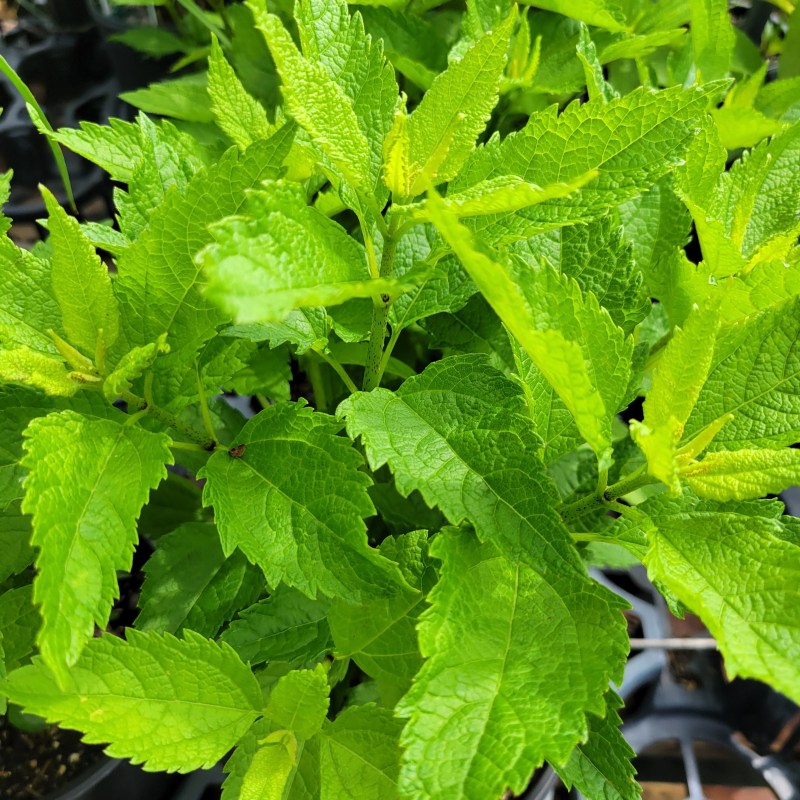 A close-up photo of the vibrant green foliage of Euaptorium dubium (Joe Pye weed)