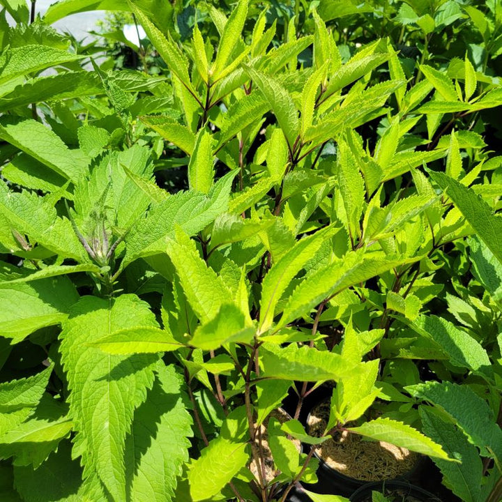 Attractive, compact Eupatorium maculatum 'Gateway' (Joe Pye Weed) plants ith bright foliage and darker stems.