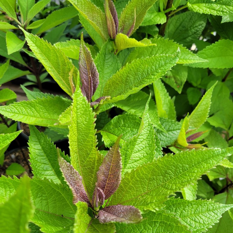 A close-up photo of the dark, ruby-red tinted foliage of Eupatorium purpureum 'Euphoria Ruby'